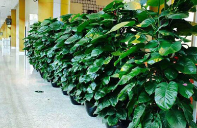 學(xué)校綠植租擺